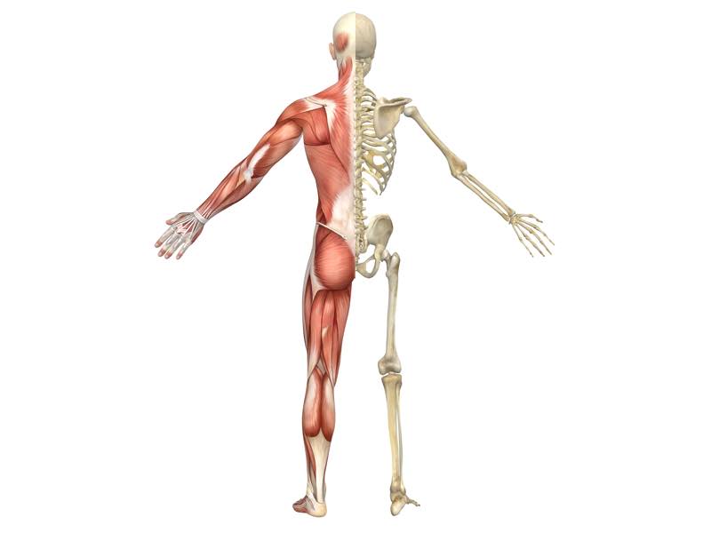 A rear split view illustration of the male muscular skeleton anatomy. Very educational and detailed.