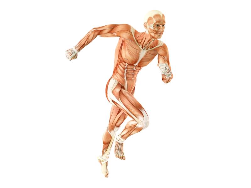 running skeleton with muslces