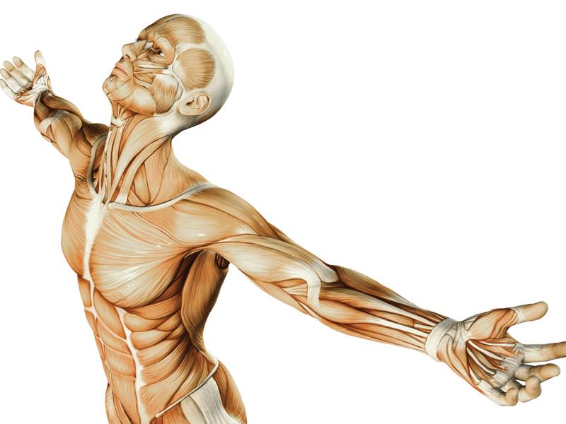 skeleton with muscles stretching