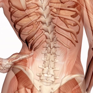Muscles and joints in the human body that can be treated with osteopathy and chiropractic