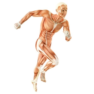 Muscles and joints in the human body that can be treated by osteopathy and chiropractic